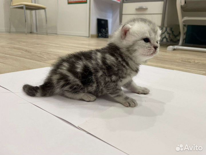 Британские котята малыши