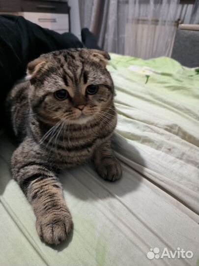 Шотландский кот вязка