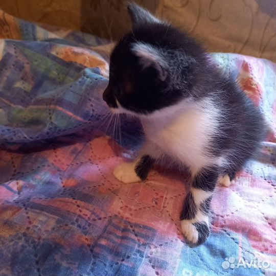 Отдам в добрые руки котят