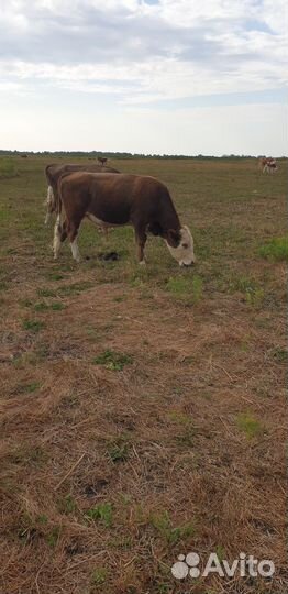 Бык на племя
