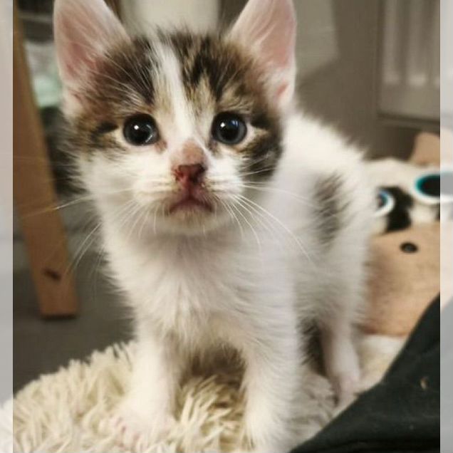 Котёнок в добрые руки