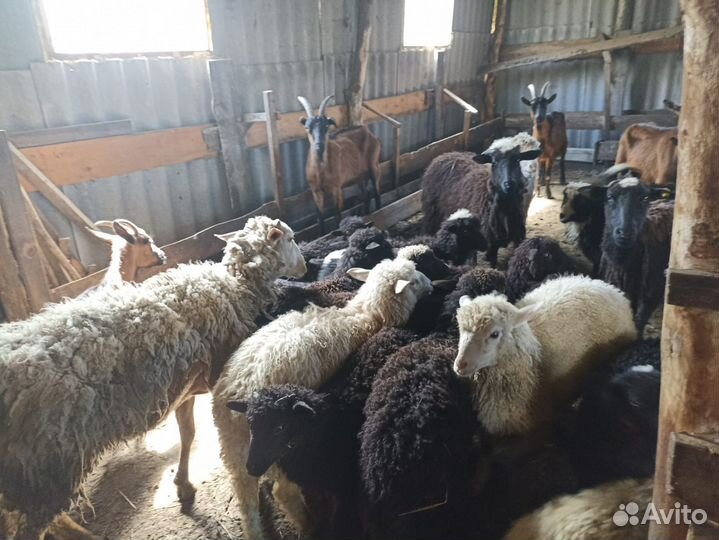 Овцы бараны ягнята