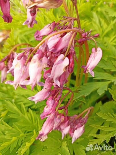 Многолетники садовые