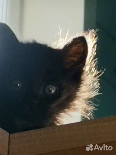 Котята счастья