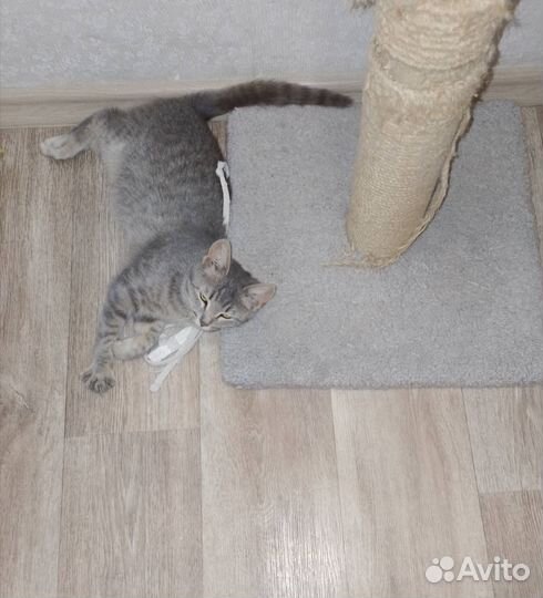 Котенок