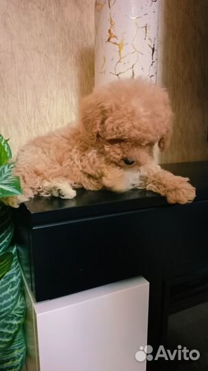 Пушистые мальтипушки