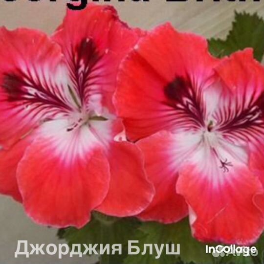 Королевские пеларгонии