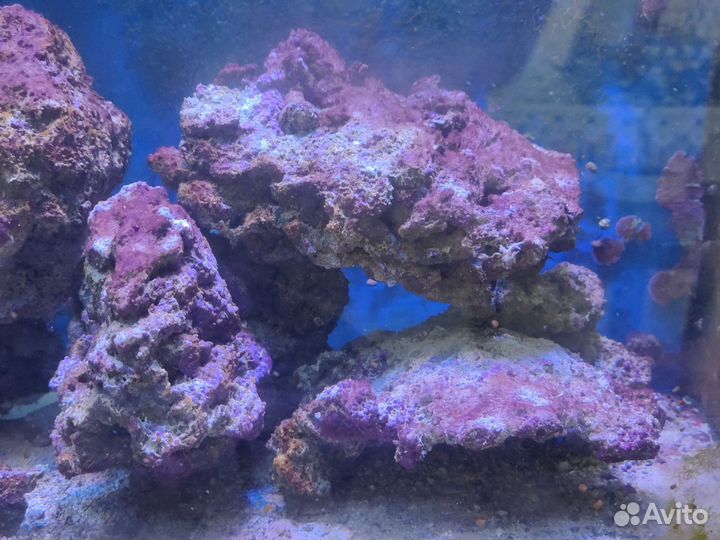 Живые камни в морской аквариум