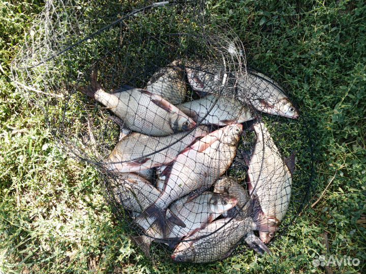 Свежая рыба