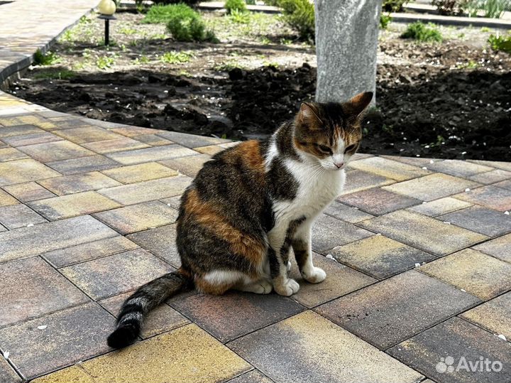 Тротуарная плитка / брусчатка от завода