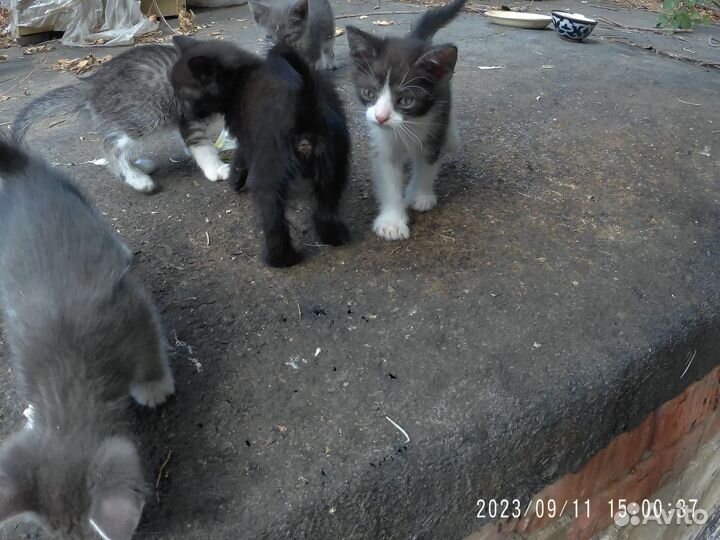 Котята в добрые руки