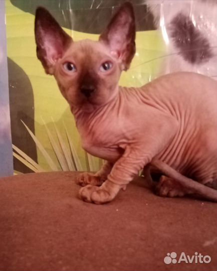 Канадский сфинкс котенок