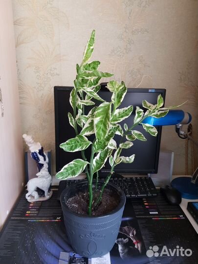 Педиландус