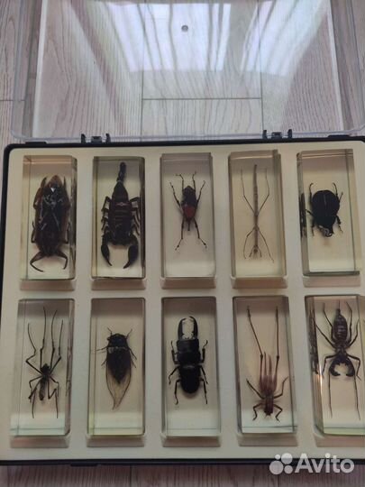 Насекомые и их знакомые