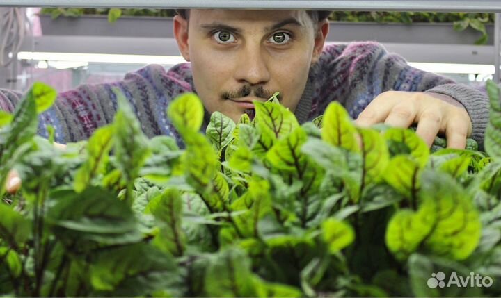 Семена микрозелени Лук Шнитт