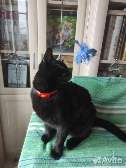 Котейка в любящие ручки