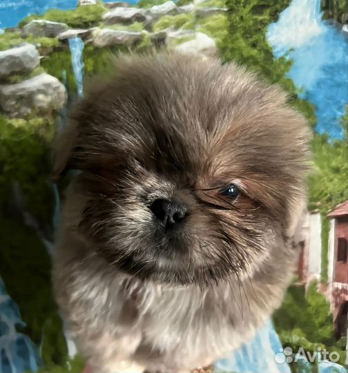 Девочки Ши-тцу редкого голубого окраса