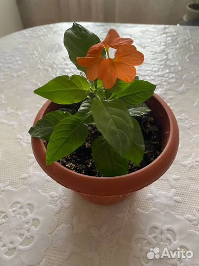 Кроссандра