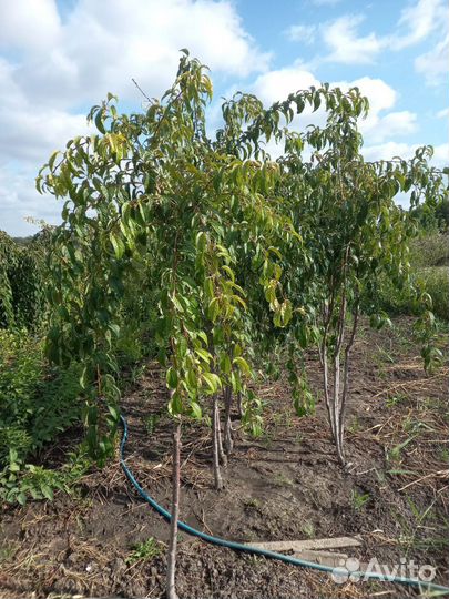 Черешня плакучая на штамбе