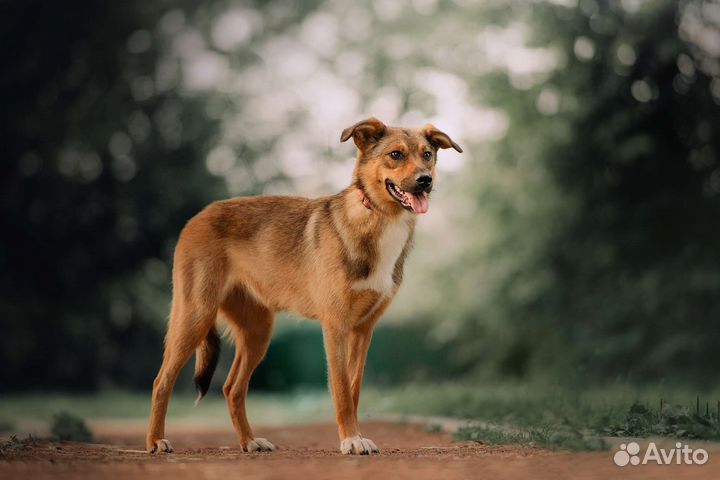 Собака в добрые руки