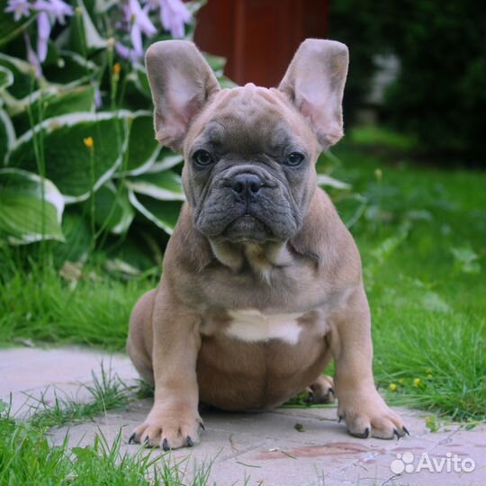 Голубо-палевый мальчик