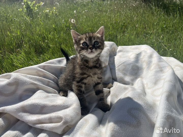 Котята