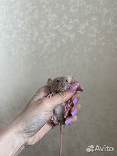 Крысята дамбо