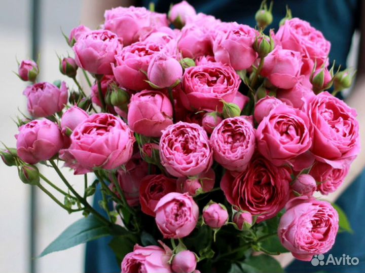 Букет из 81 кустовой розы