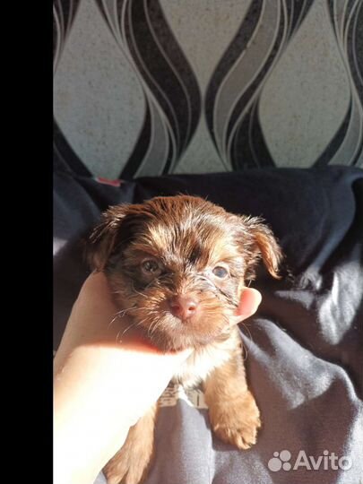 Йоркширский терьер