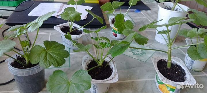 Пеларгония розебудная