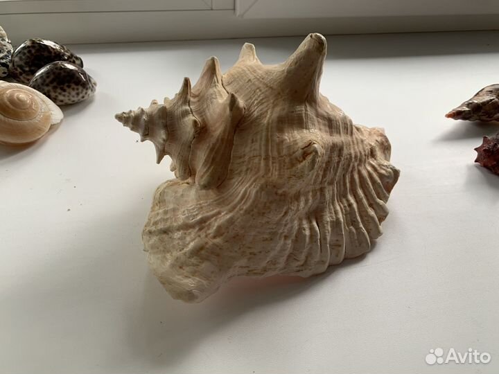 Ракушки, раковины