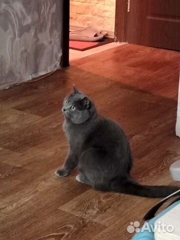 Шотландская