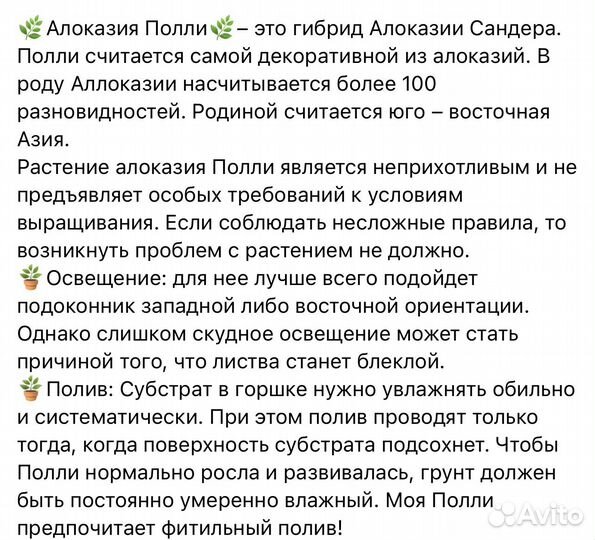 Алоказия Амазоника Полли