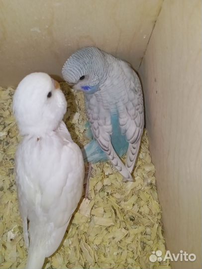 Волнистый попугай