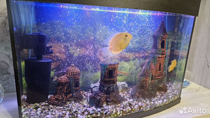 Аквариум с рыбками