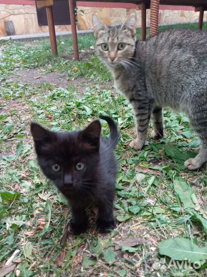 Отдам кошку и котят в добрые руки