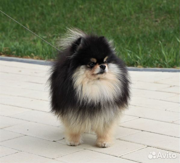 Померанский Шпиц Вязка Мини. Микро