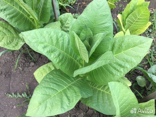 Семена табака, разные сорта