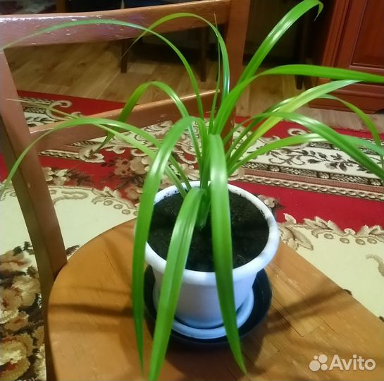 Пальма панданус