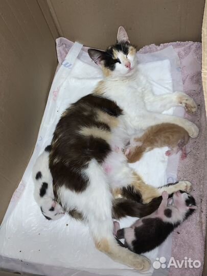 Котята в добрые руки