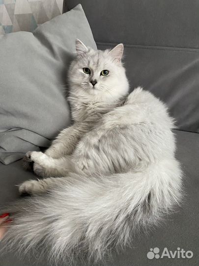 Вязка Шотландский кот шиншилла