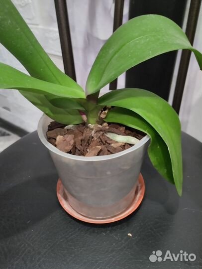 Стандарт орхидеи