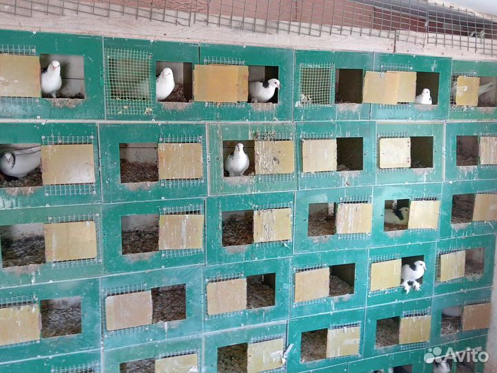 Голуби на продажу