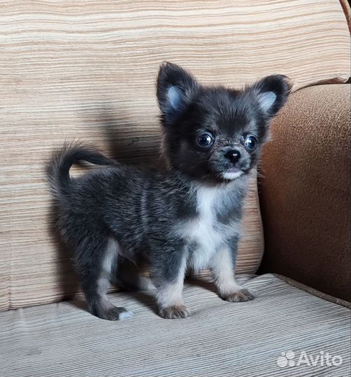 Щенки чихуахуа