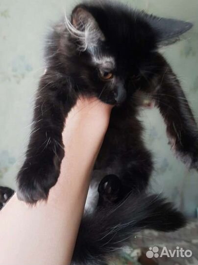 Котята в дар 2.5 месяца