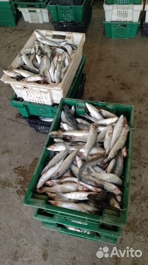 Журалка черноморская