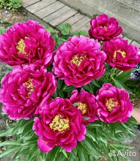 Корни пионов на осень