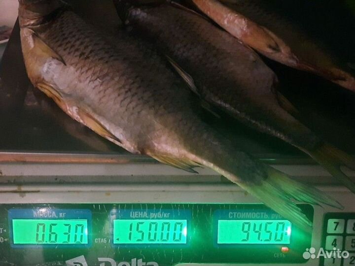 Астраханская Вобла