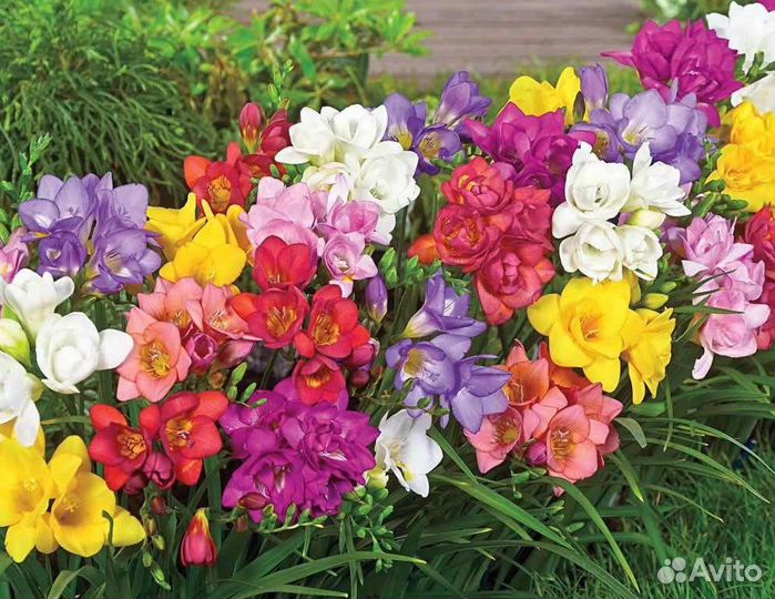 Колокольчик махровый точечный Подснежники