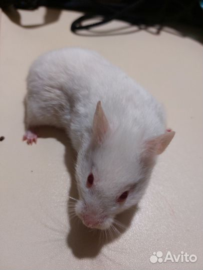 Хомячок девочка сирийская